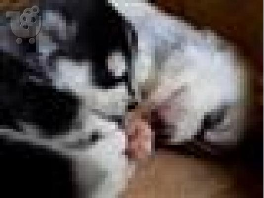 PoulaTo: Jack Russell καθαροαιμα 6979314054 ΚΡΗΤΗ-ΑΘΗΝΑ-θεσσαλονικη